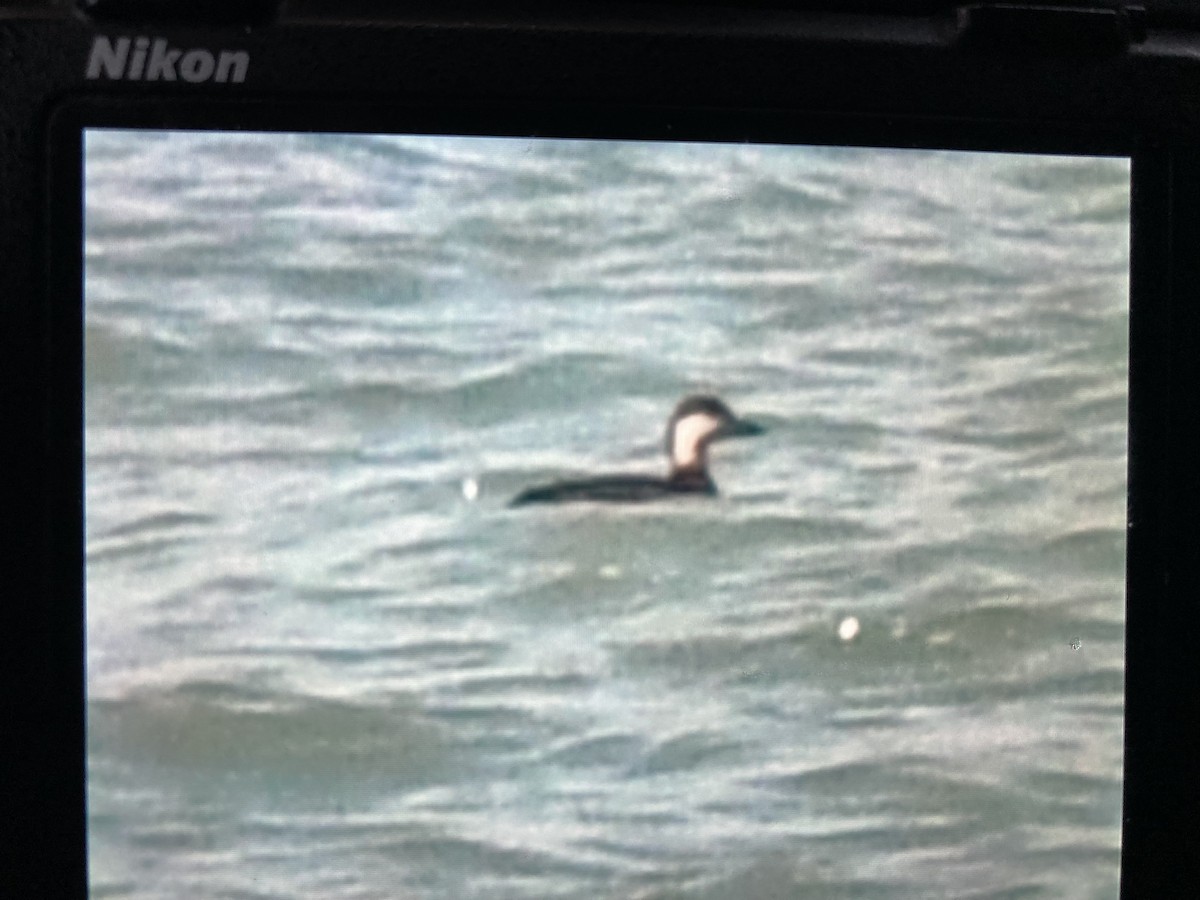 Black Scoter - ML644485440