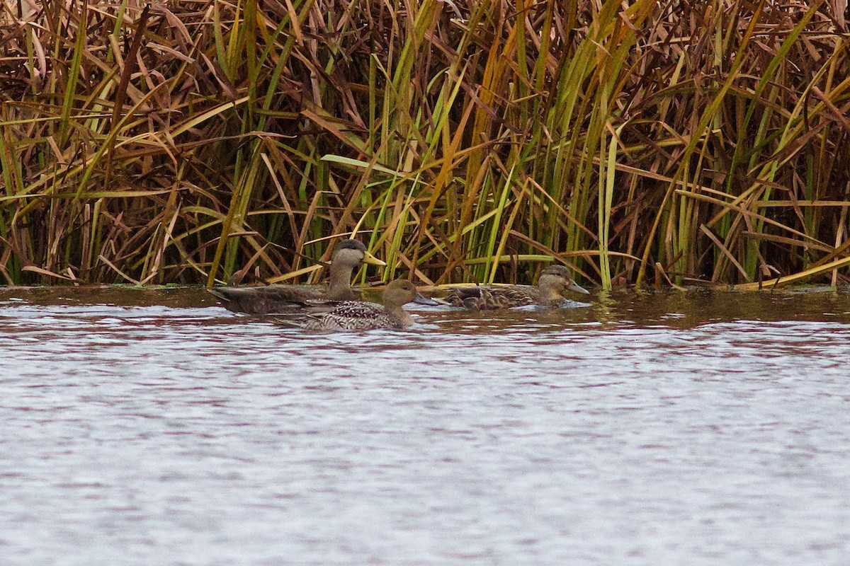 Mallard x American Black Duck (hybrid) - ML644485441