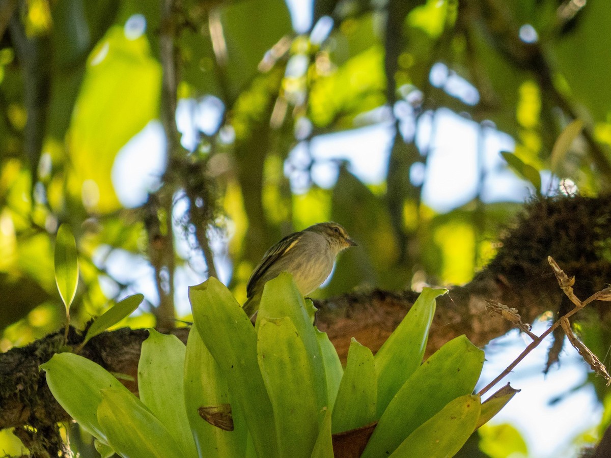 Choco Tyrannulet - ML644485442
