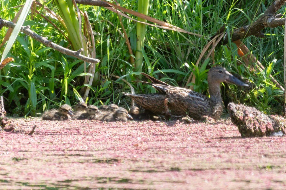 Австралийская широконоска - ML644485447