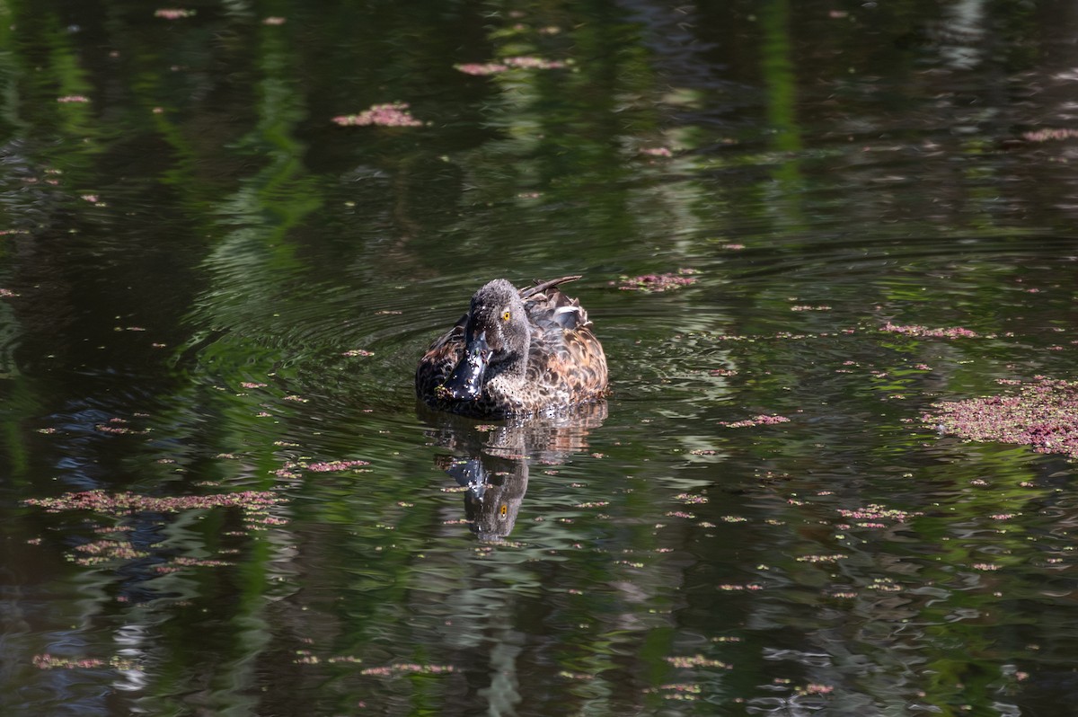 Ahate mokozabal australiarra - ML644485448