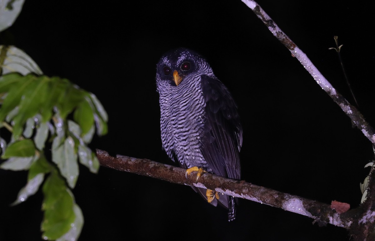 シロクロヒナフクロウ - ML644485449