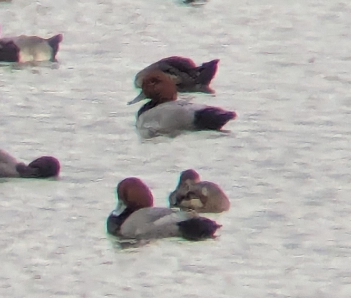 Redhead - ML644485452