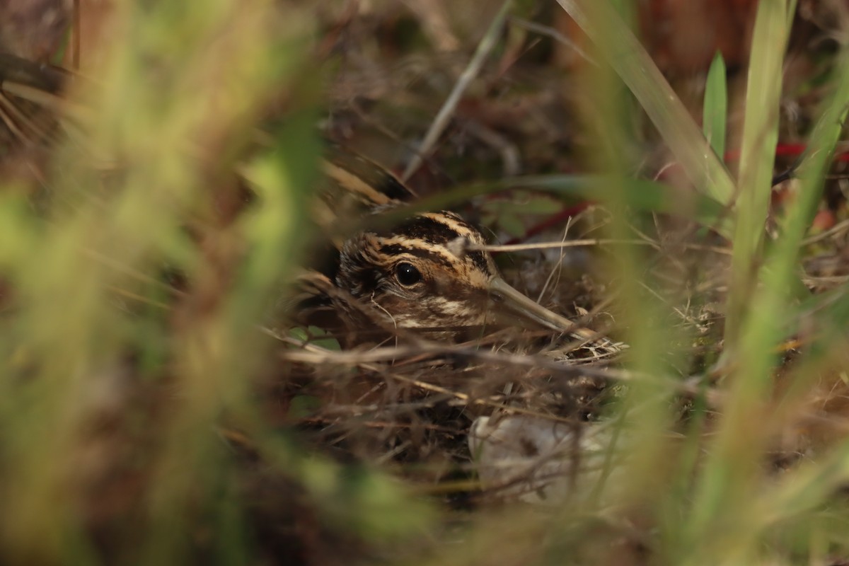 Istingor txikia - ML644485453