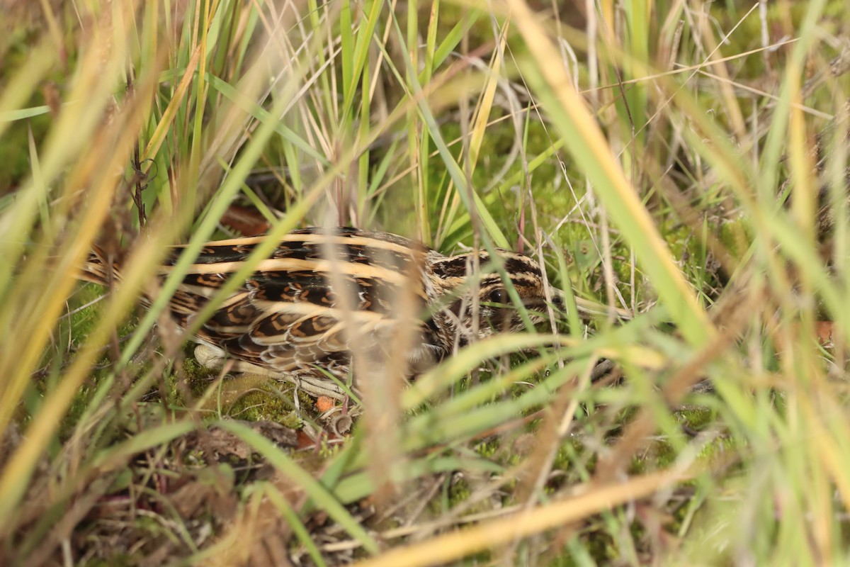 Istingor txikia - ML644485454