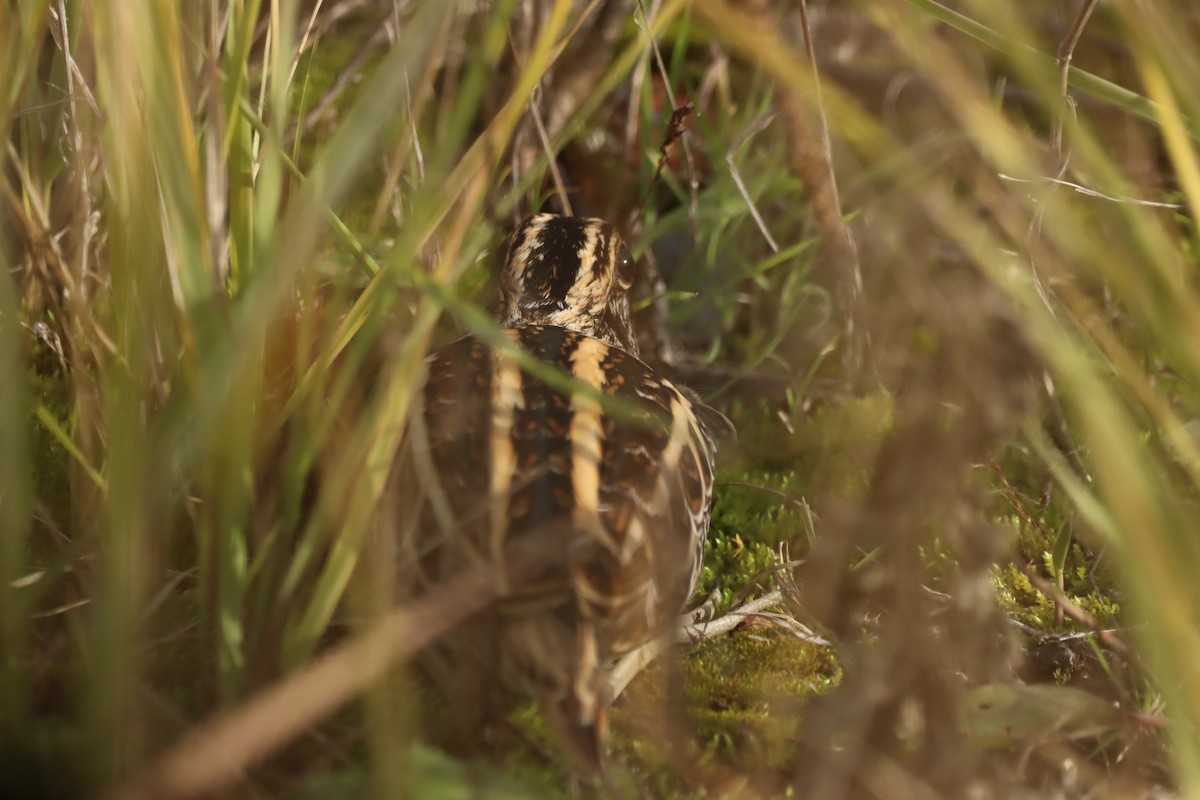 Istingor txikia - ML644485455