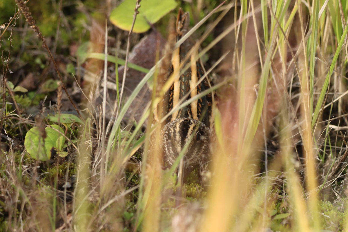 Istingor txikia - ML644485456