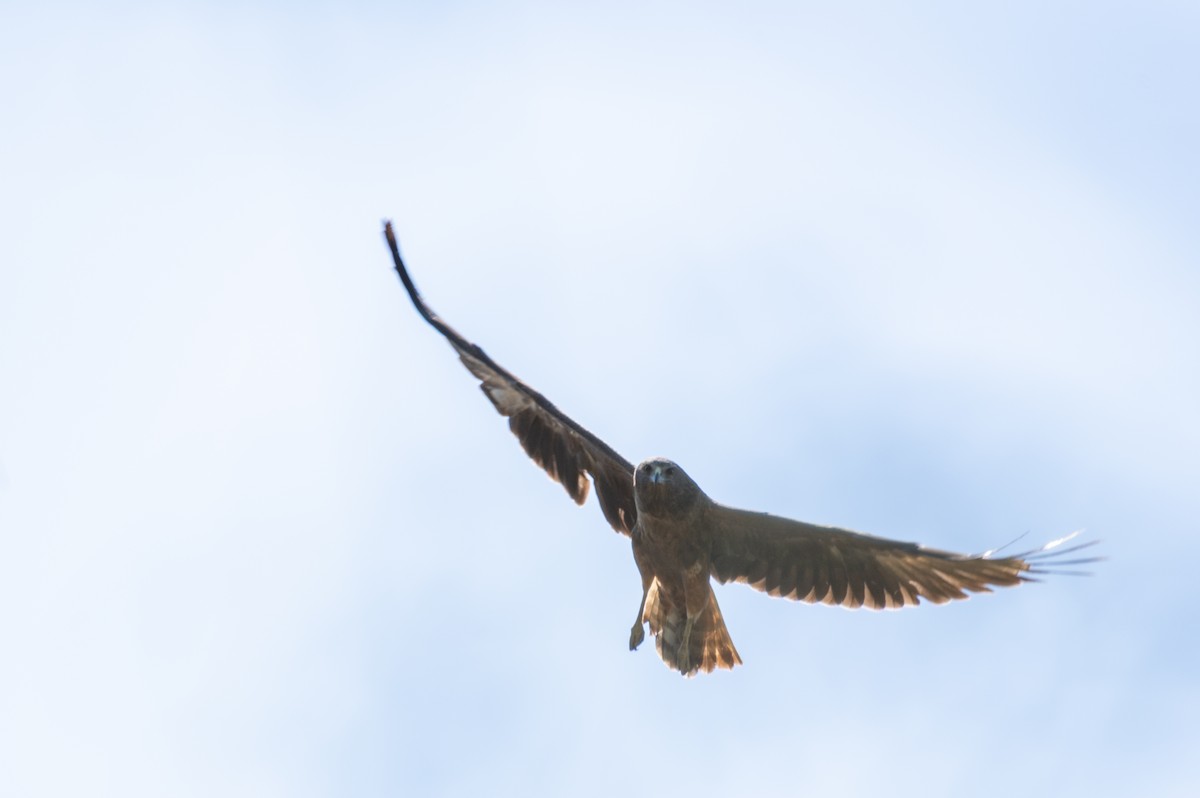 Swamp Harrier - ML644485457