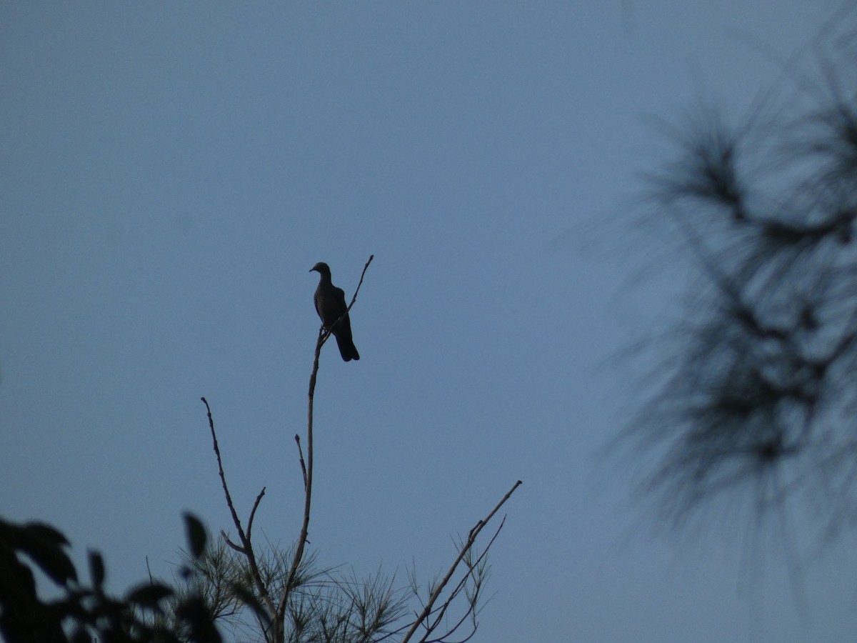 White-crowned Pigeon - ML644485458