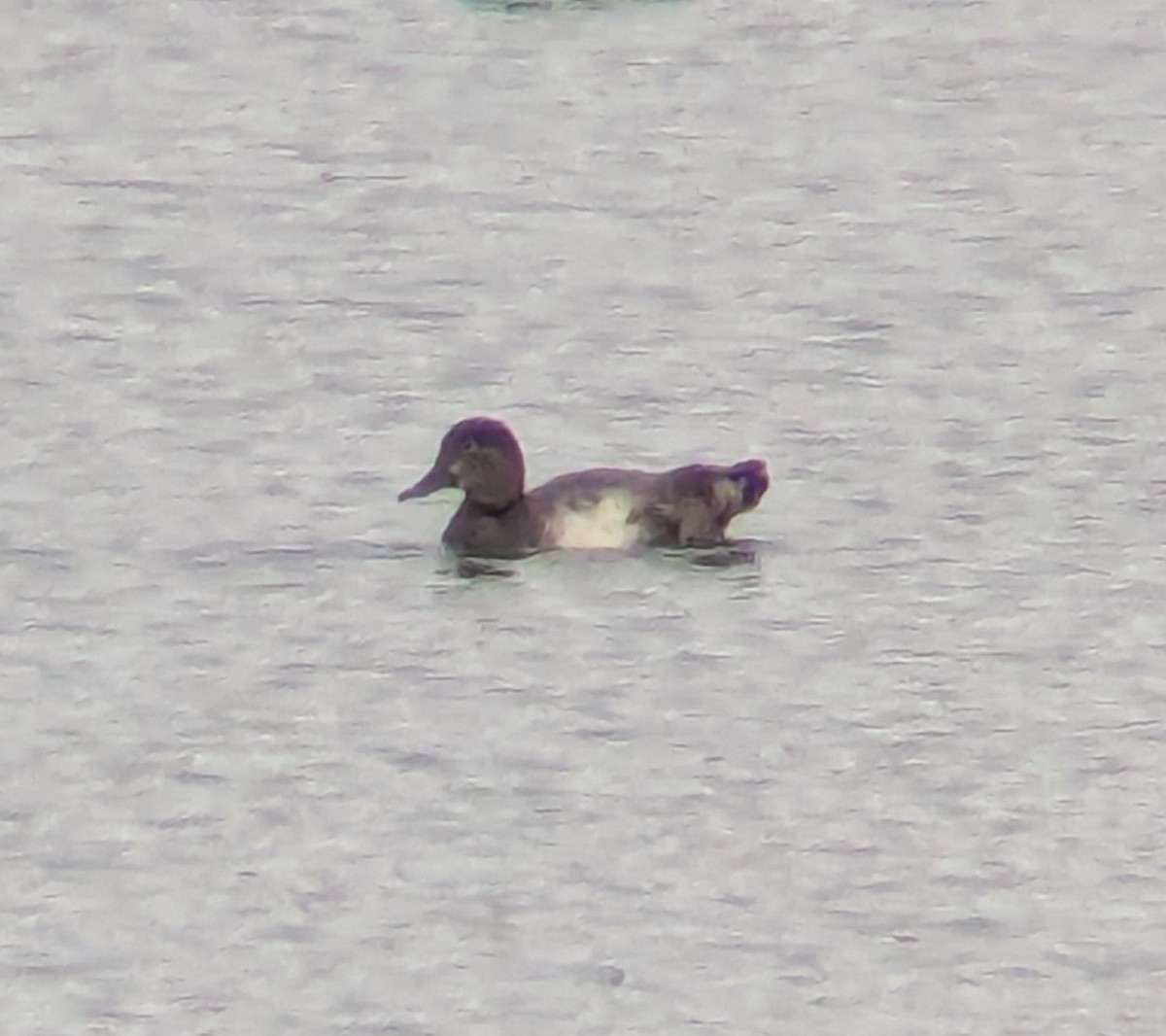 Redhead - ML644485459