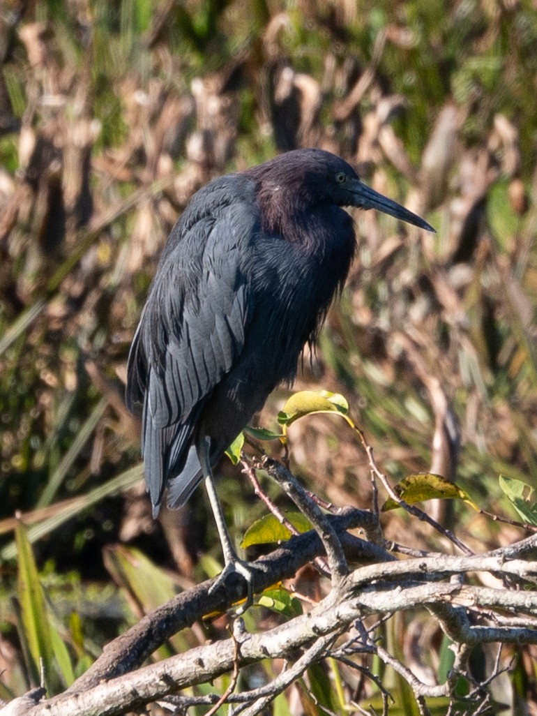 Koartzatxo urdina - ML644485460