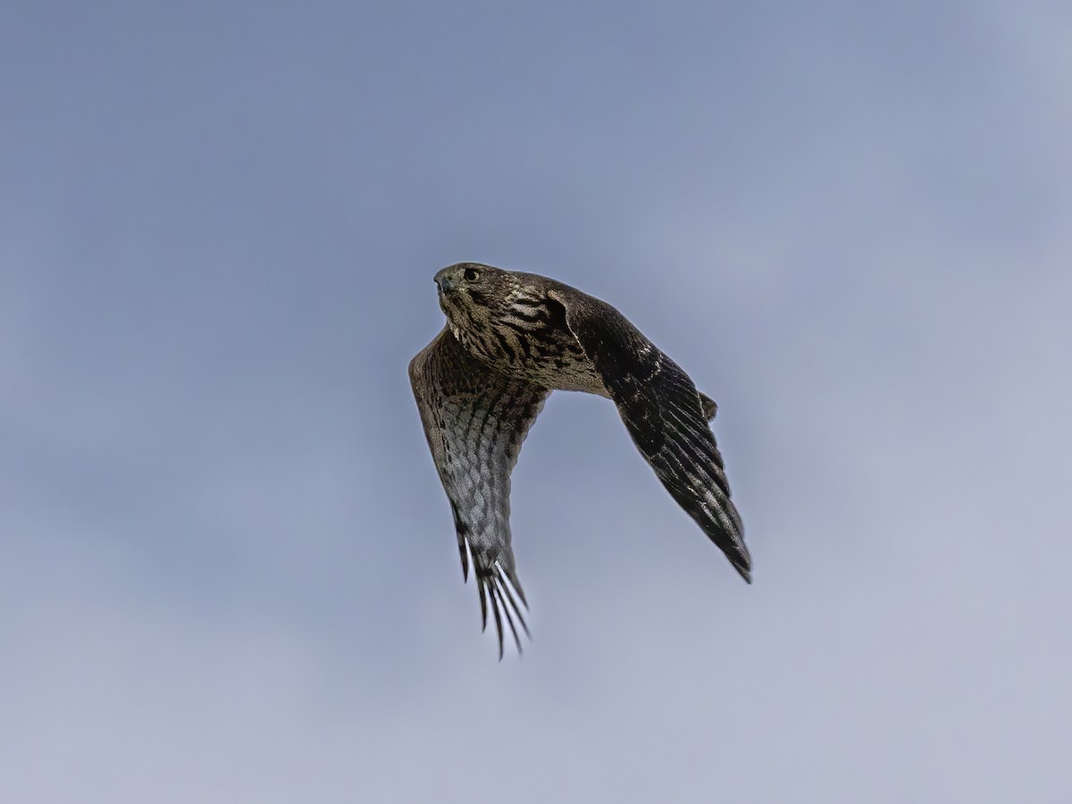 Cooper's Hawk - ML644485462