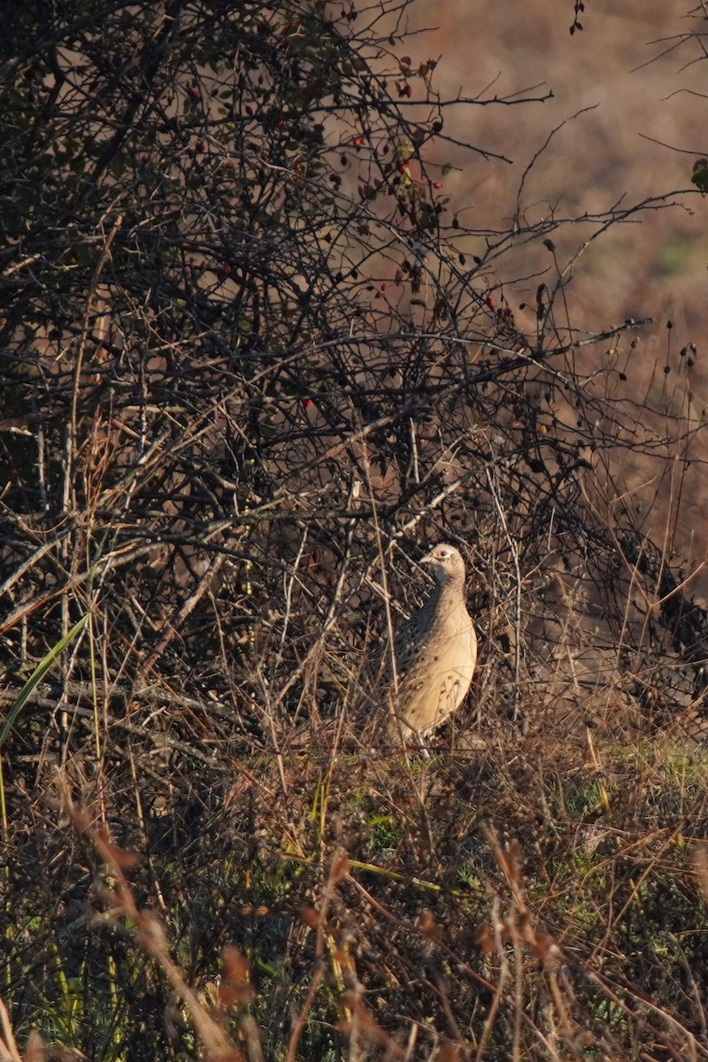 Faisai arrunta - ML644485463