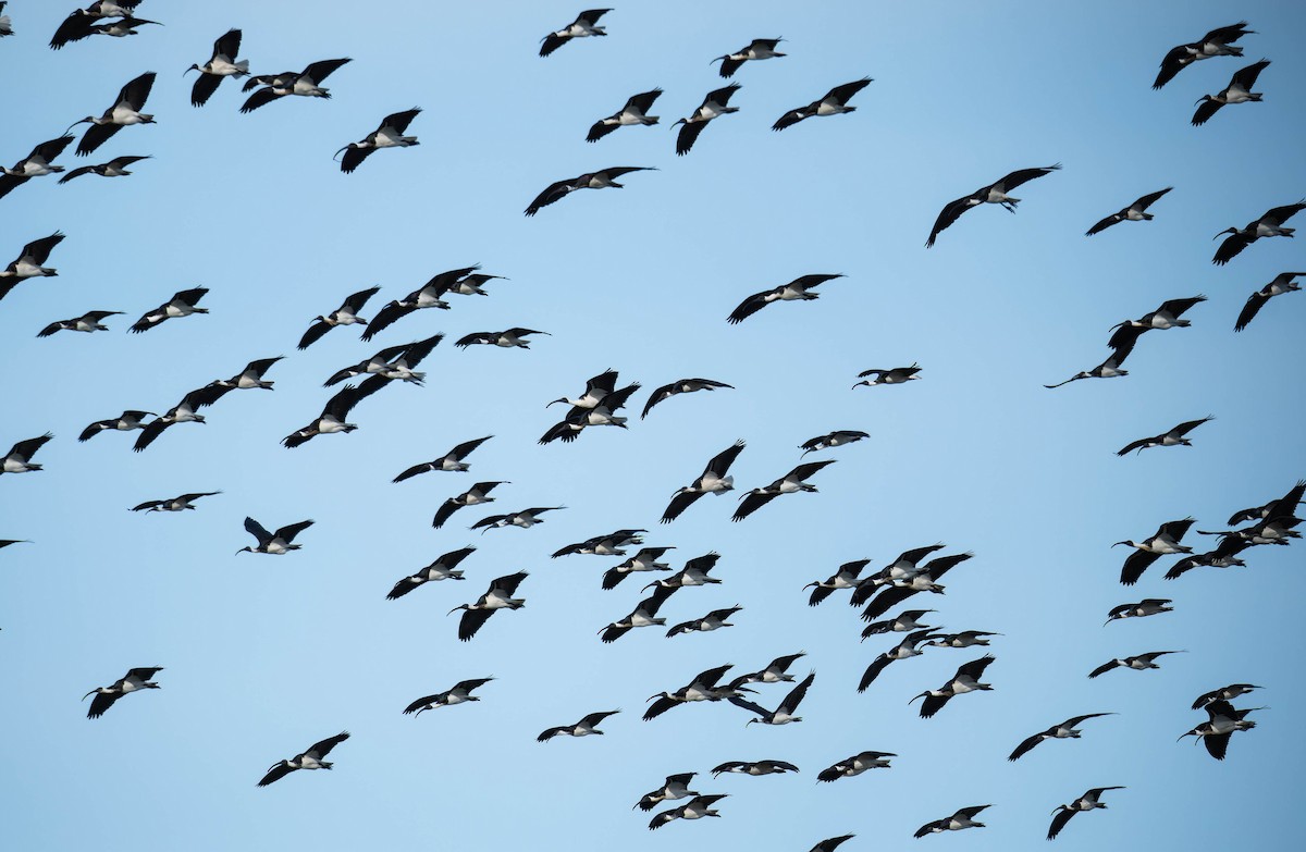 Straw-necked Ibis - ML644485464