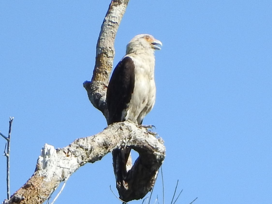 Yellow-headed Caracara - ML644485465