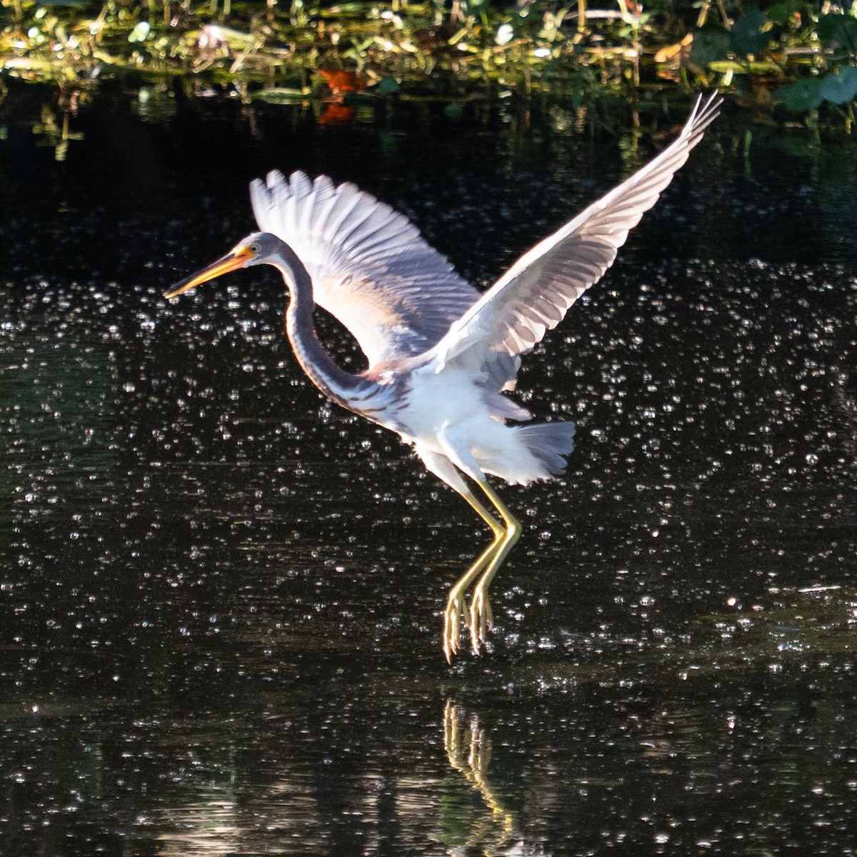 Koartzatxo hirukolorea - ML644485467