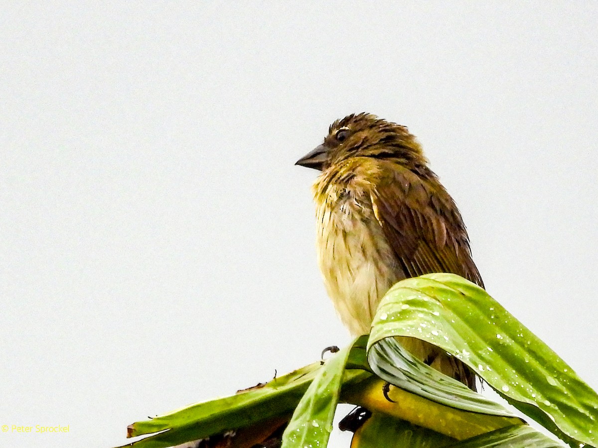 Streaked Saltator - ML644485468