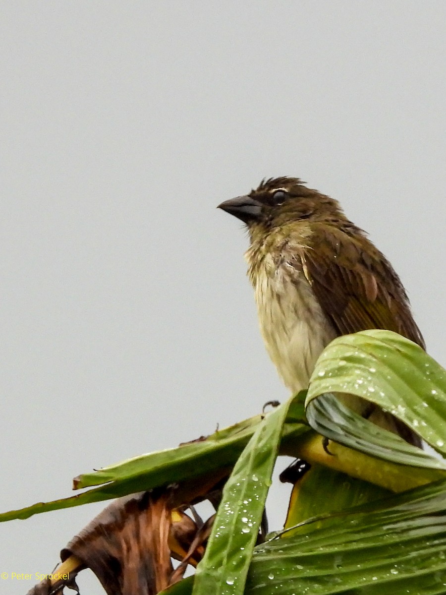 Streaked Saltator - ML644485469