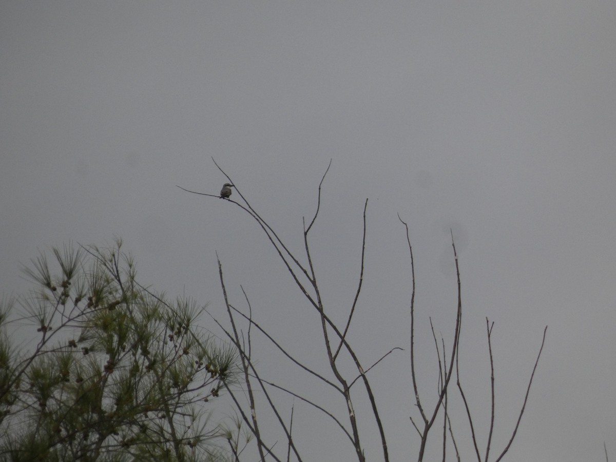 Gray Kingbird - ML644485471