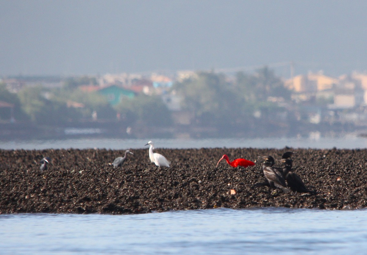 Al Aynak - ML644485472