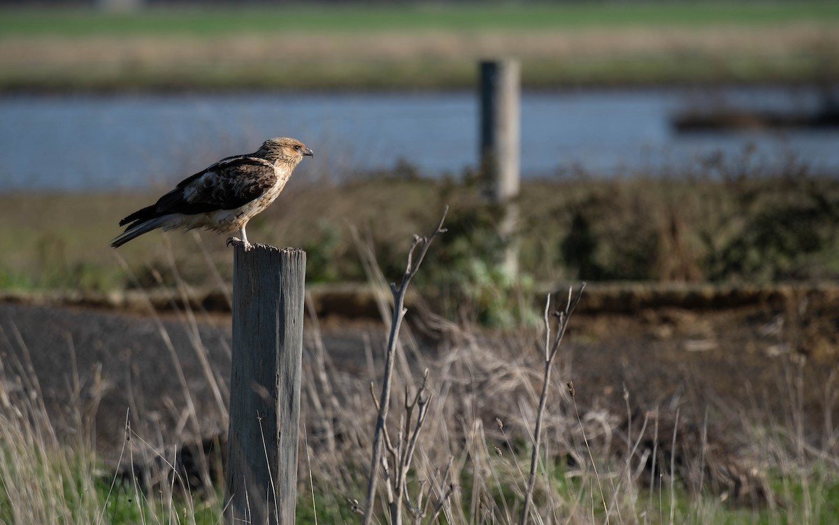 Whistling Kite - ML644485474