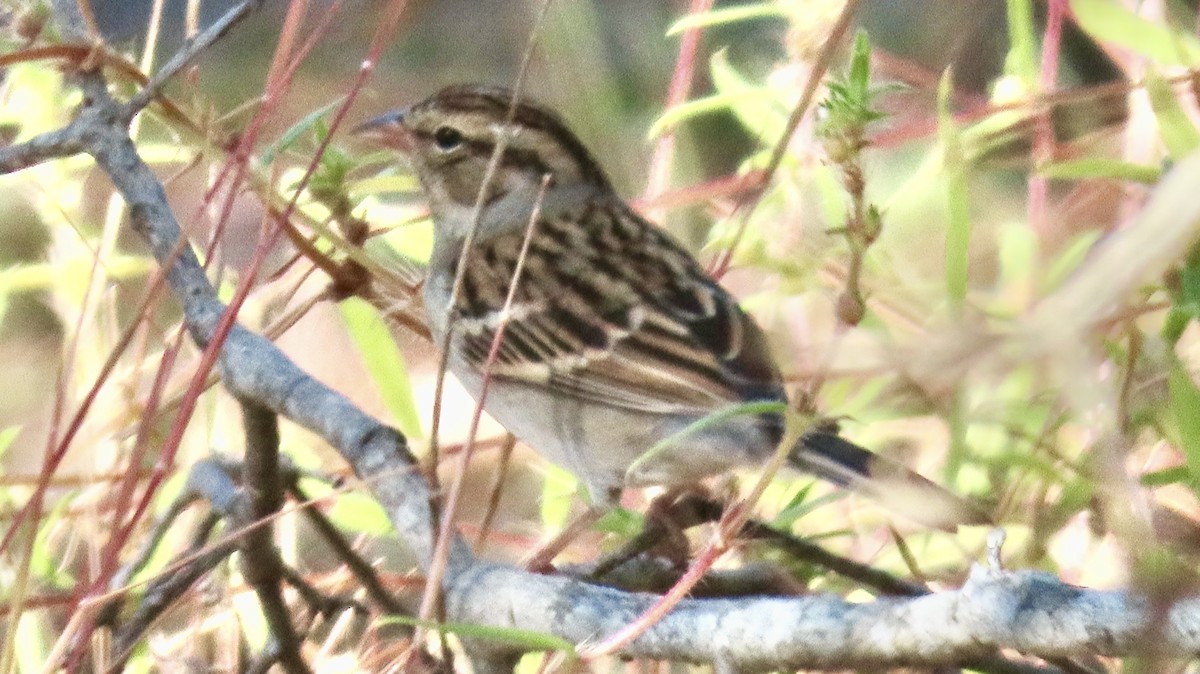 Chipping Sparrow - ML644485475