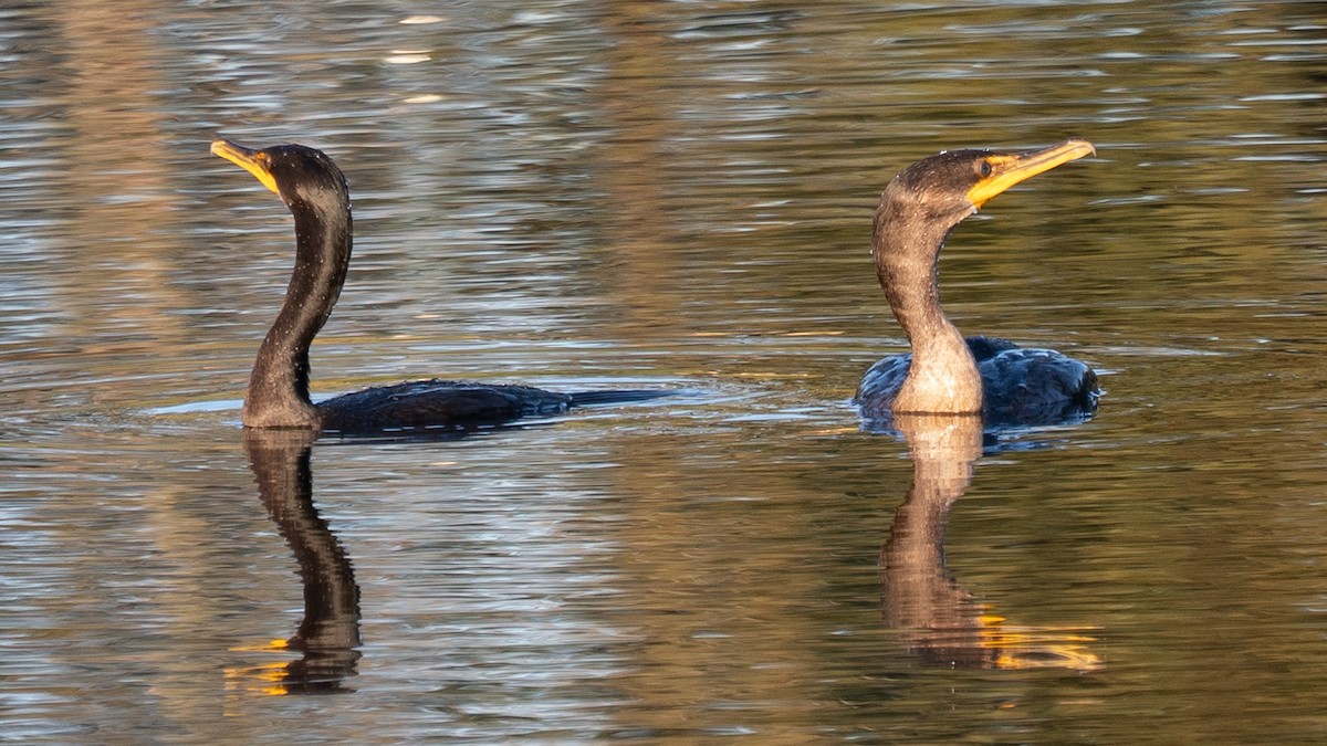 Ubarroi belarriduna - ML644485478