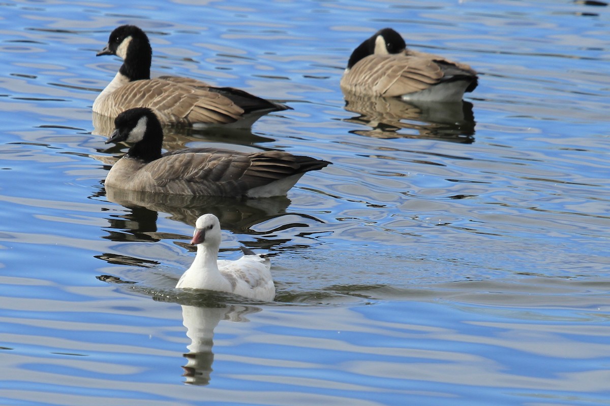 Ross antzara - ML644485479