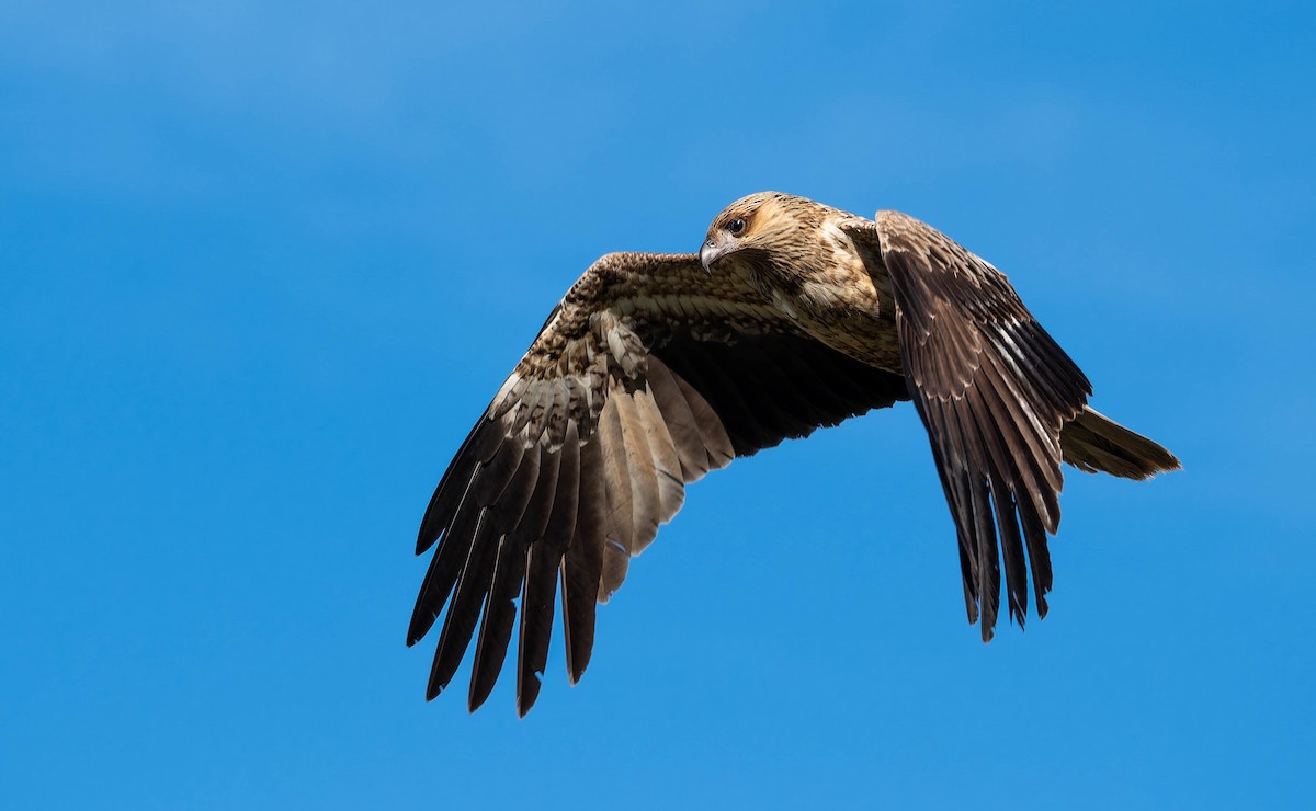 Whistling Kite - ML644485480
