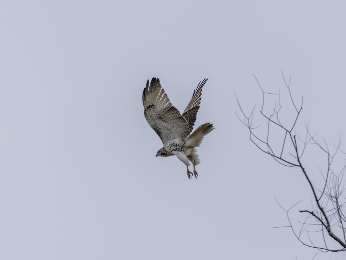 Zapelatz buztangorria - ML644485481