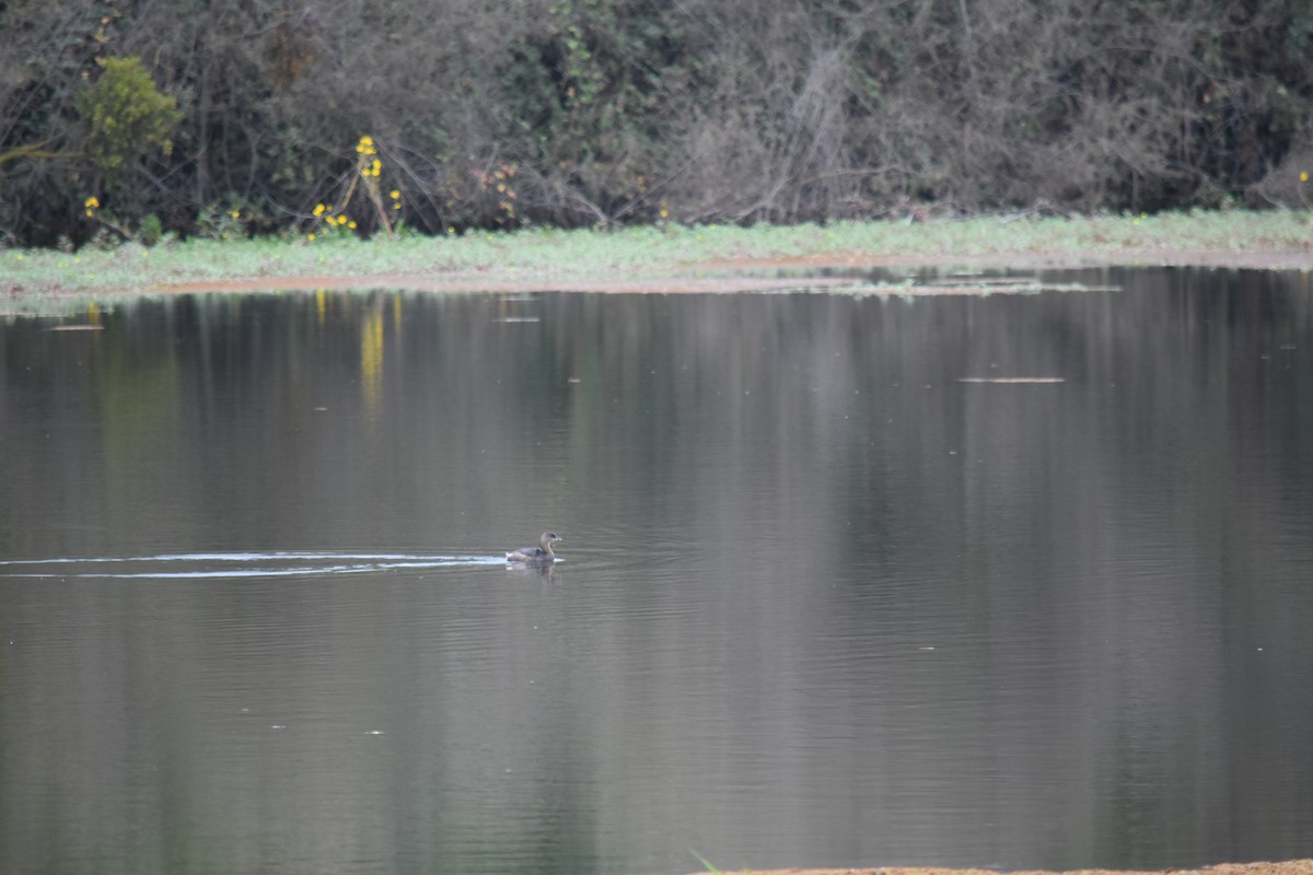 Txilinporta mokolodia - ML644485482