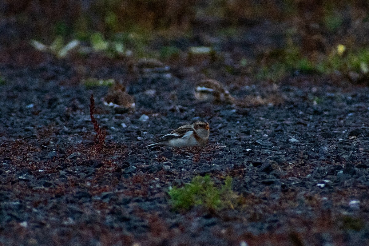 Elur-berdantza - ML644485483