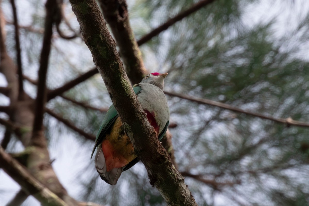Beautiful Fruit-Dove - ML644485484