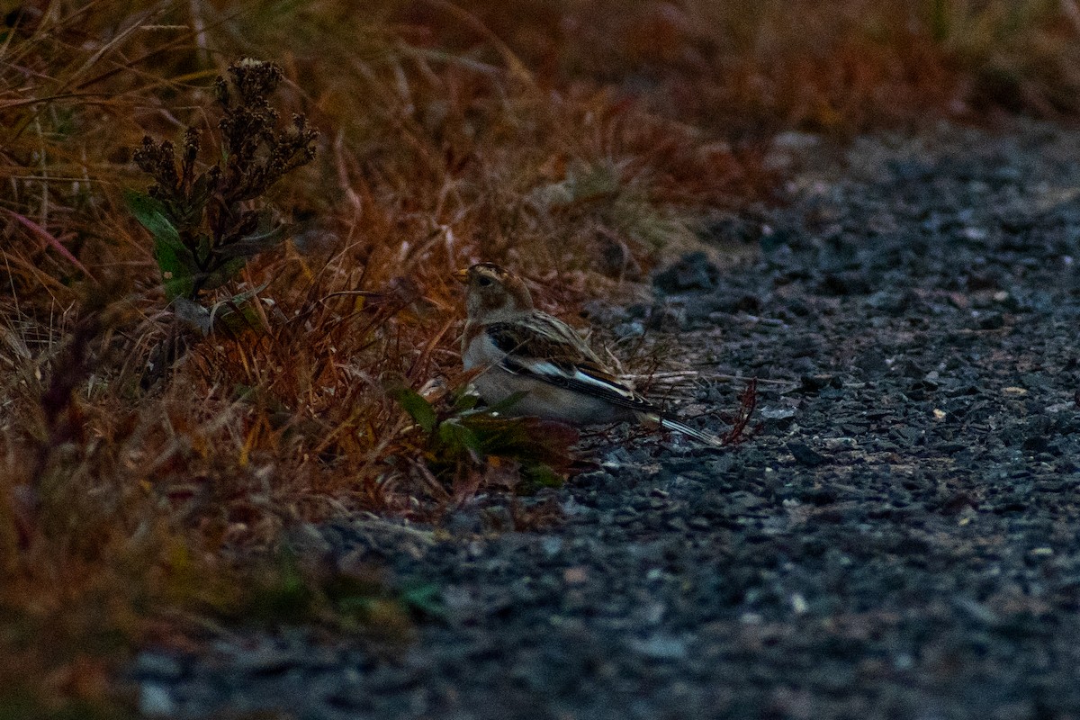 Elur-berdantza - ML644485485