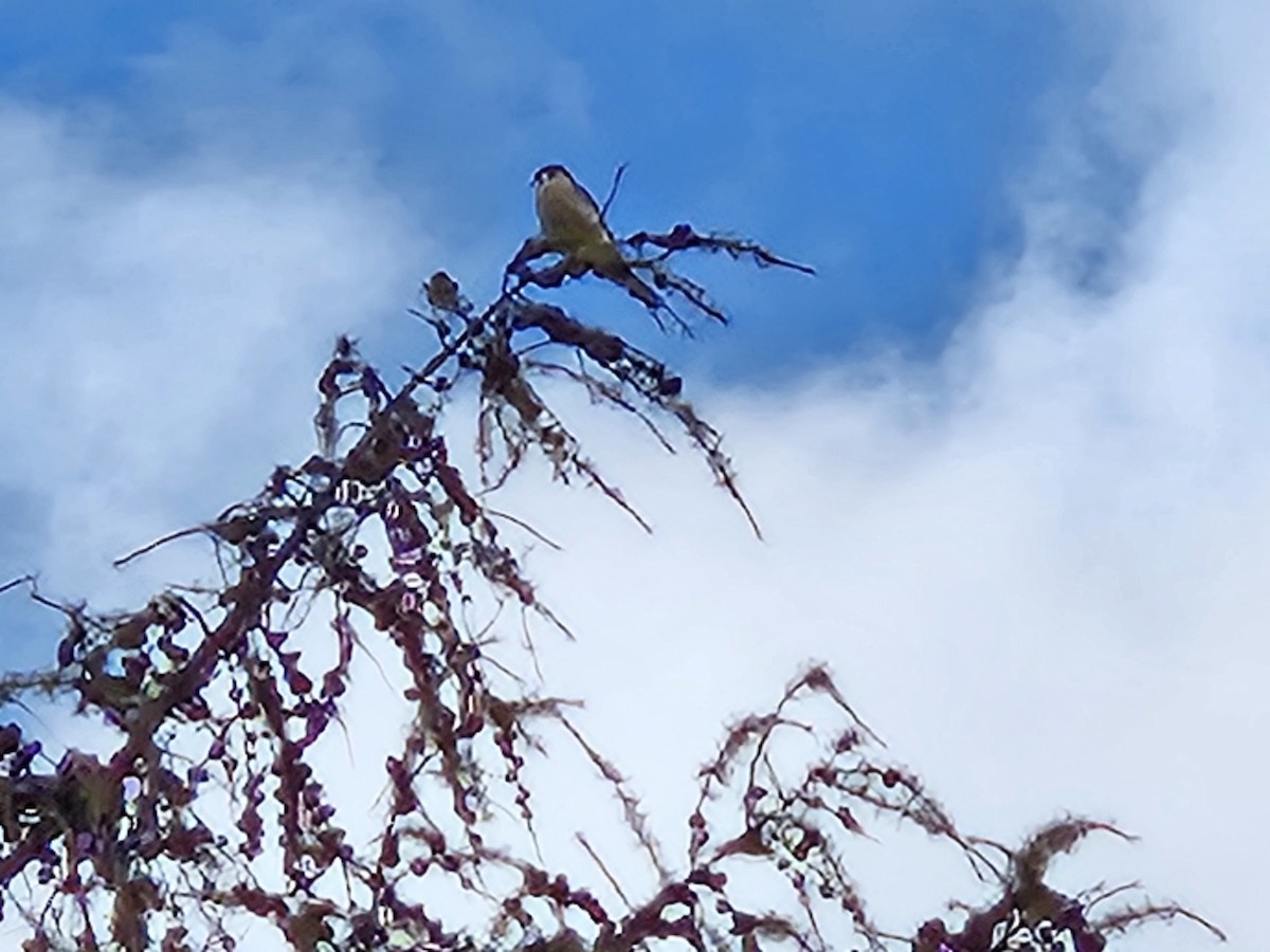 American Kestrel - ML644485496