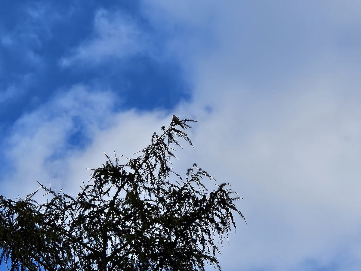 American Kestrel - ML644485498