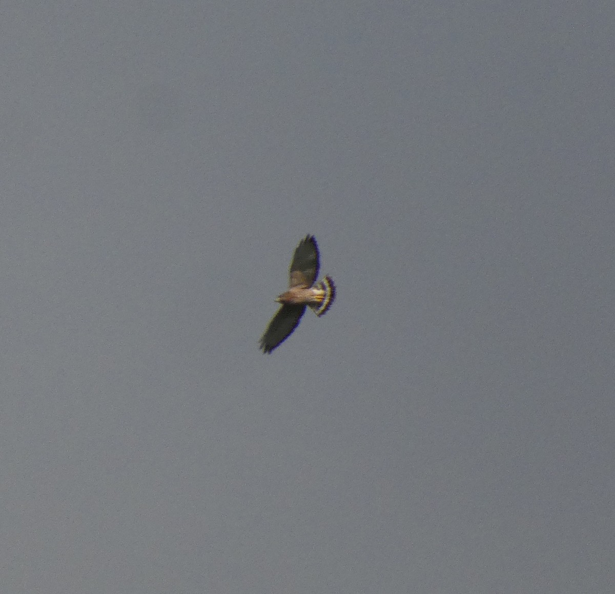 Busardo Aliancho - ML644485500