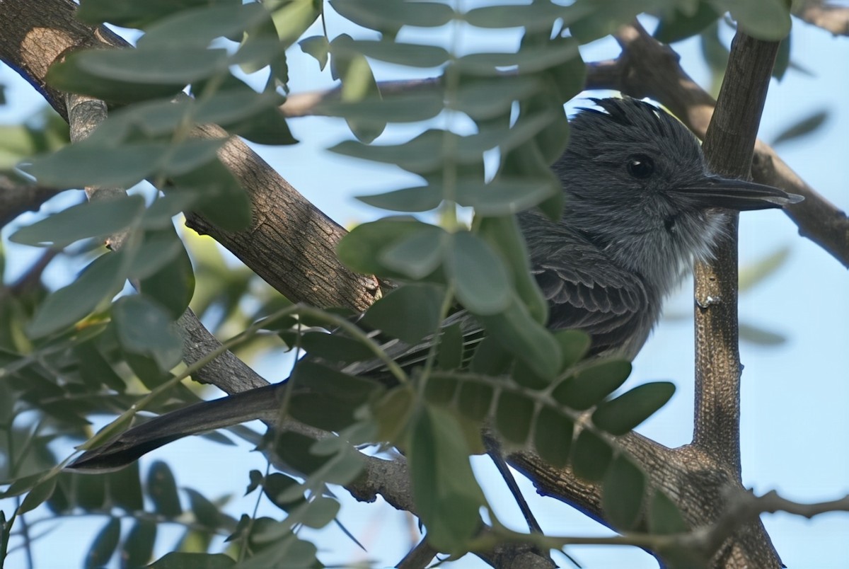 Sooty-crowned Flycatcher - ML644485510