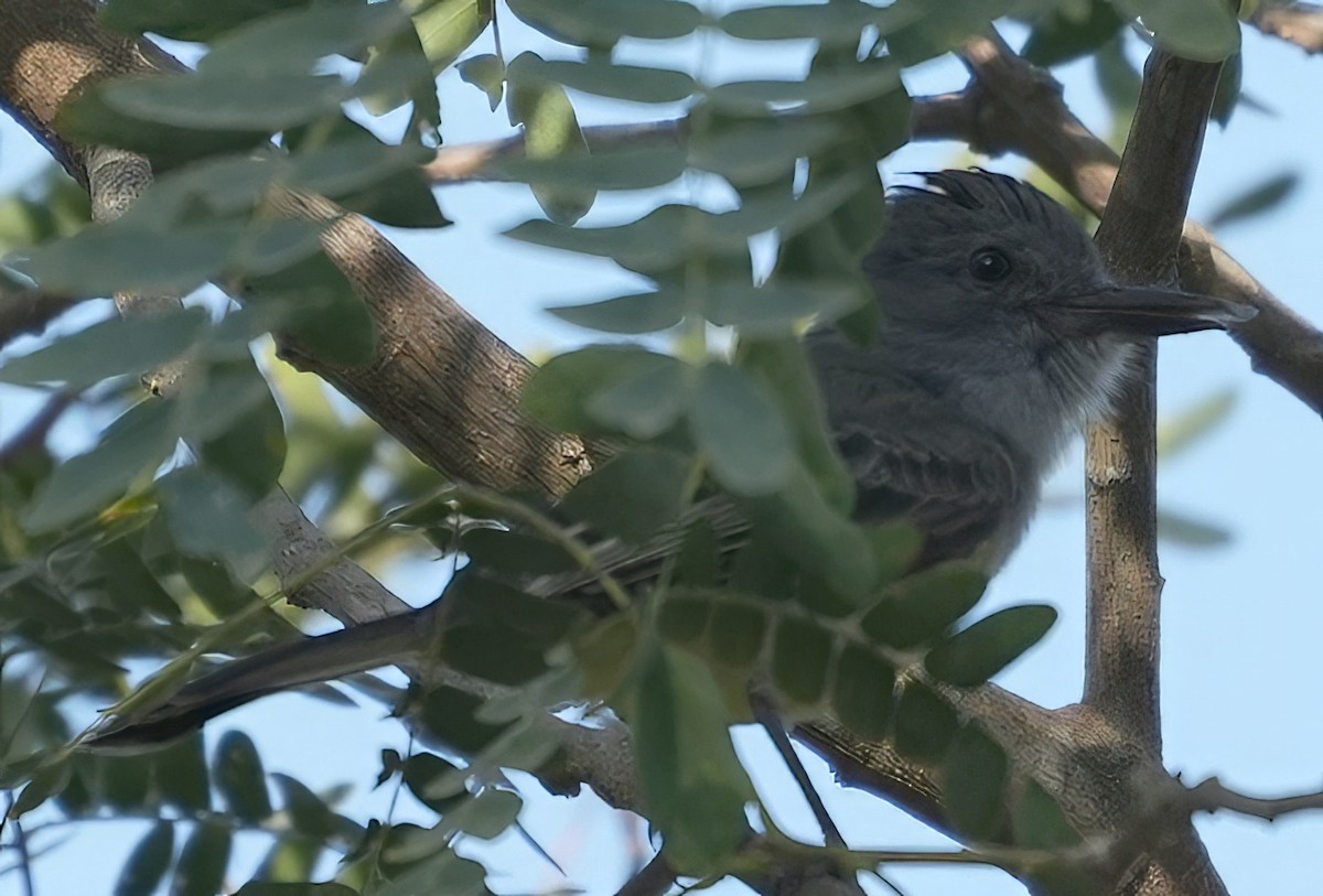 Sooty-crowned Flycatcher - ML644485511