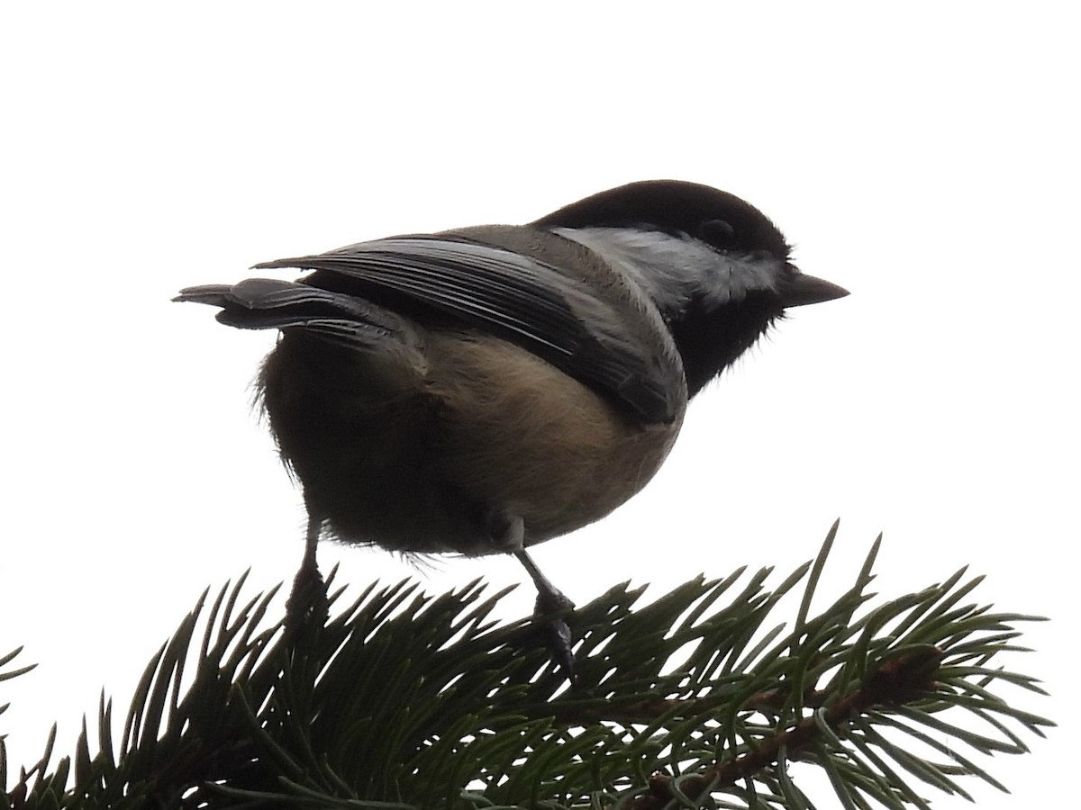 Amerika Baştankarası - ML644485512