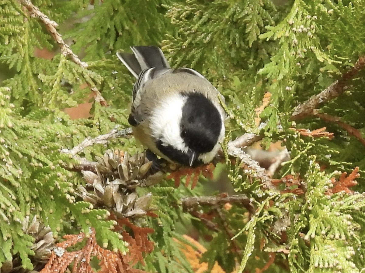 Amerika Baştankarası - ML644485513