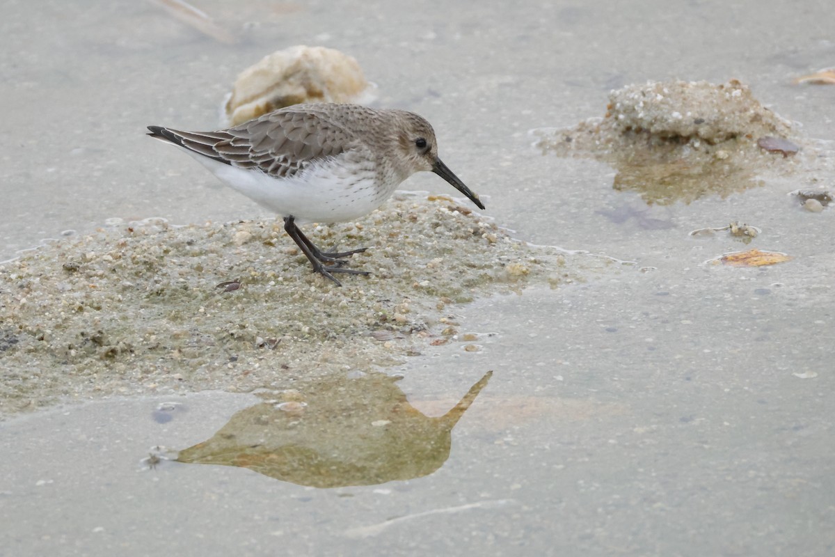 Чернозобик - ML644485522