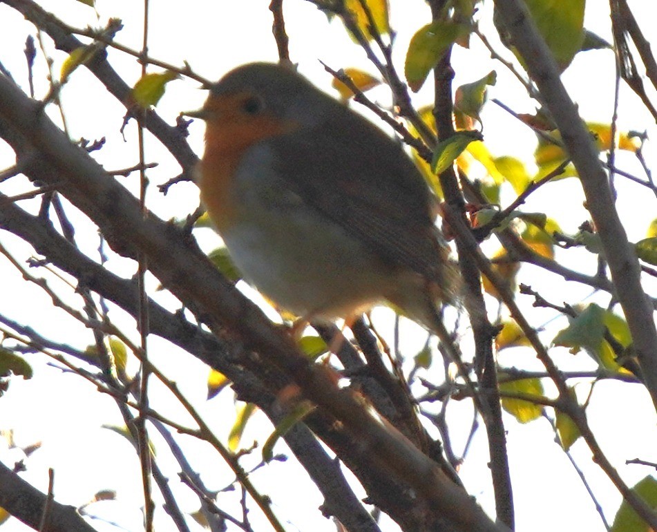 červenka obecná - ML644485528