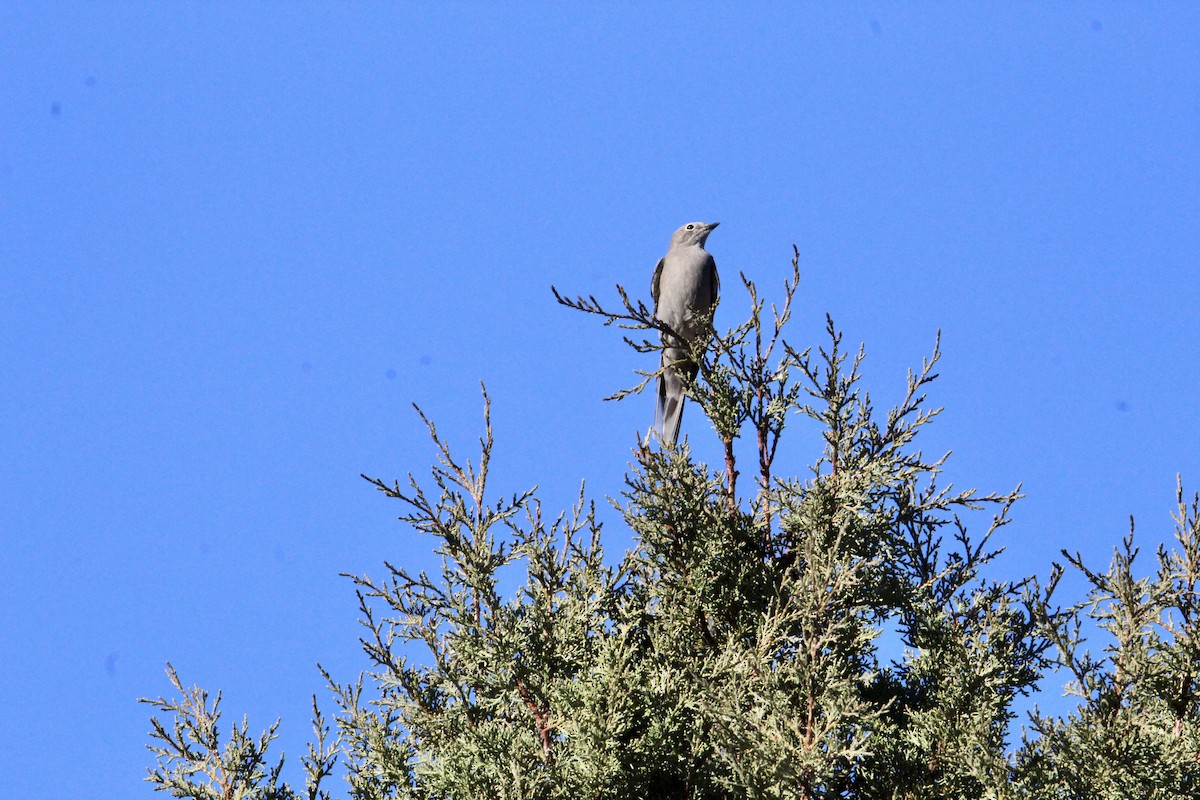 ハエトリツグミ - ML644485535