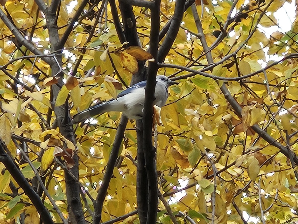 Blue Jay - ML644485537