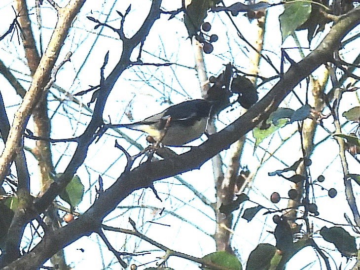 Mavi Sırtlı Ötleğen - ML644485544