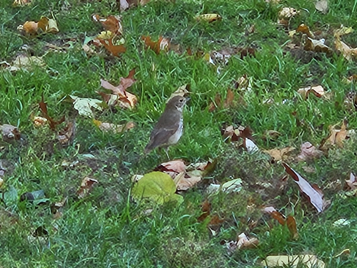 Hermit Thrush - ML644485546