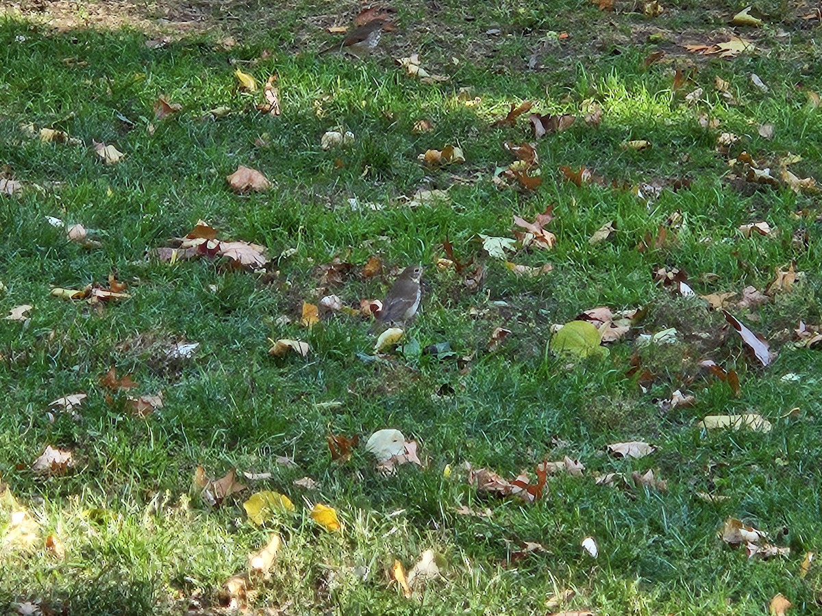 Hermit Thrush - ML644485547