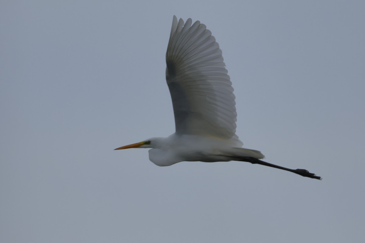 Great Egret - ML644485548