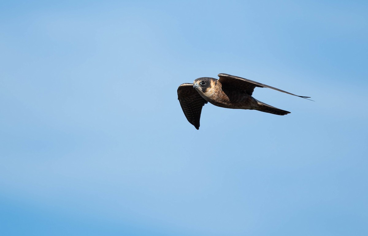 Australian Hobby - ML644485550